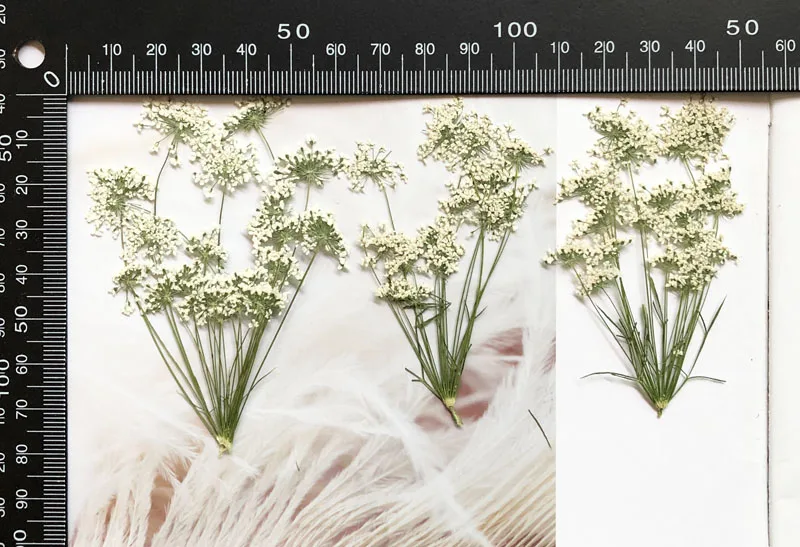 5-7cm/12個、枝付き雪の小さな花、ドライフラワーエンボ - Craft Embellishment のレビューと価格