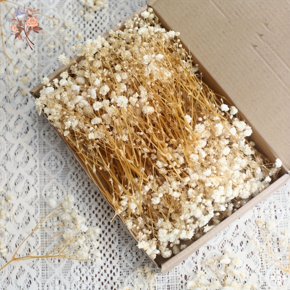 100個入りミニドライカスミソウ、レジン工芸DIY、家の装飾 - Craft Embellishment のレビューと価格